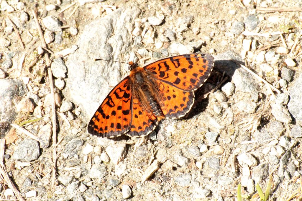 Melitaea didyma?
